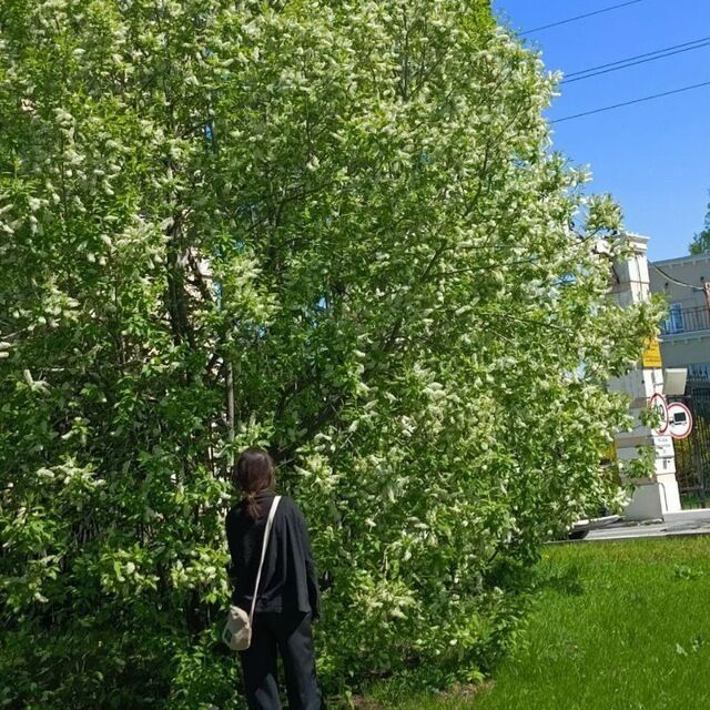 ���������� �����������, ���� ������� ���, 20 ���, ������������ ��� ������, ����� � ���������, ���������