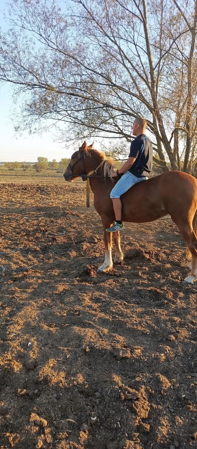 ���������� ����������, ���� ����� ��������, 24 ����, ������������ ��� ������, ����� � ���������