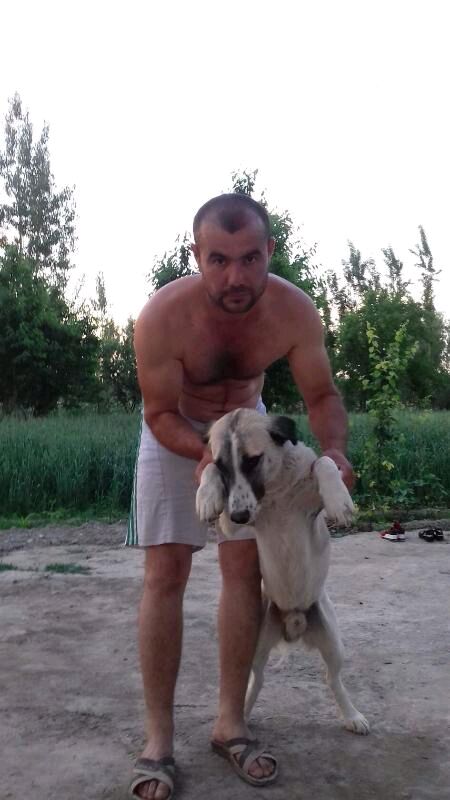 ���������� ����, ���� ������� ���, 37 ���, ������������ ��� ������, ����� � ���������