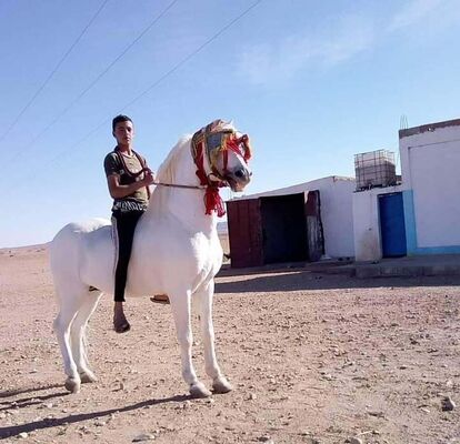  Algiers,   Salim, 35 ,     , c 
