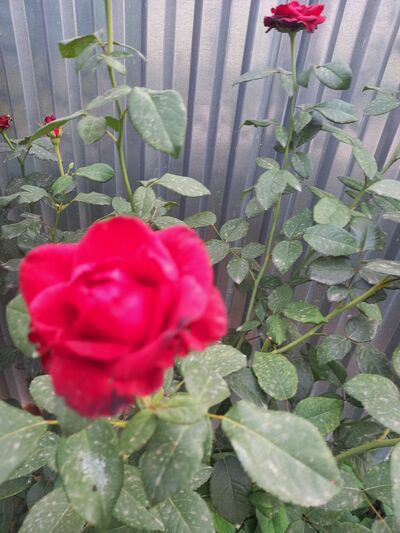  ,   , 50 ,   c 