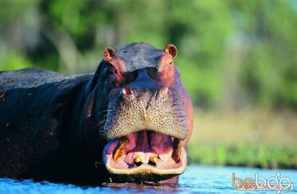 ,   Bear, 44 ,   , 