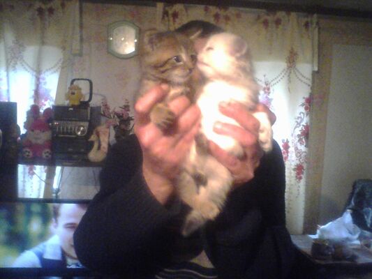  ,   , 50 ,   ,   , c 