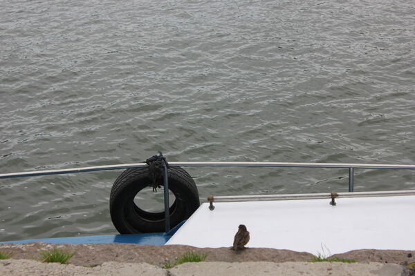 --,   Nik, 64 ,   