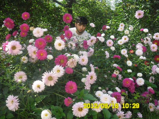  ,   MASO, 36 ,   ,   , c 