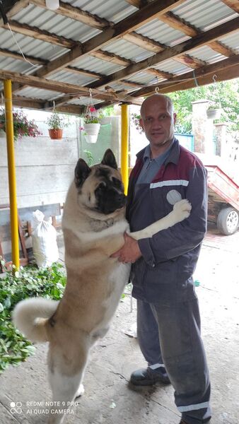  ,   Vitos, 45 ,   ,   , c 