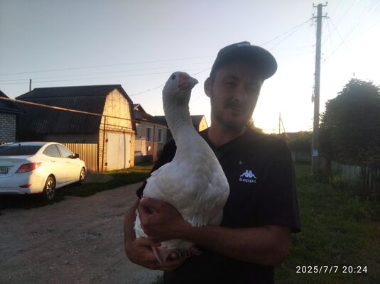  ,   , 40 ,   ,   , c , 